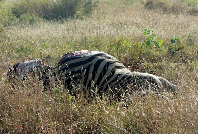 JAR 263_zebr_mrt.JPG - Zebru nedožrali nejspíš, protože je vyrušili ráno přijíždějící auta, zebru totiž ulovili nešikovně hned vedle cesty.